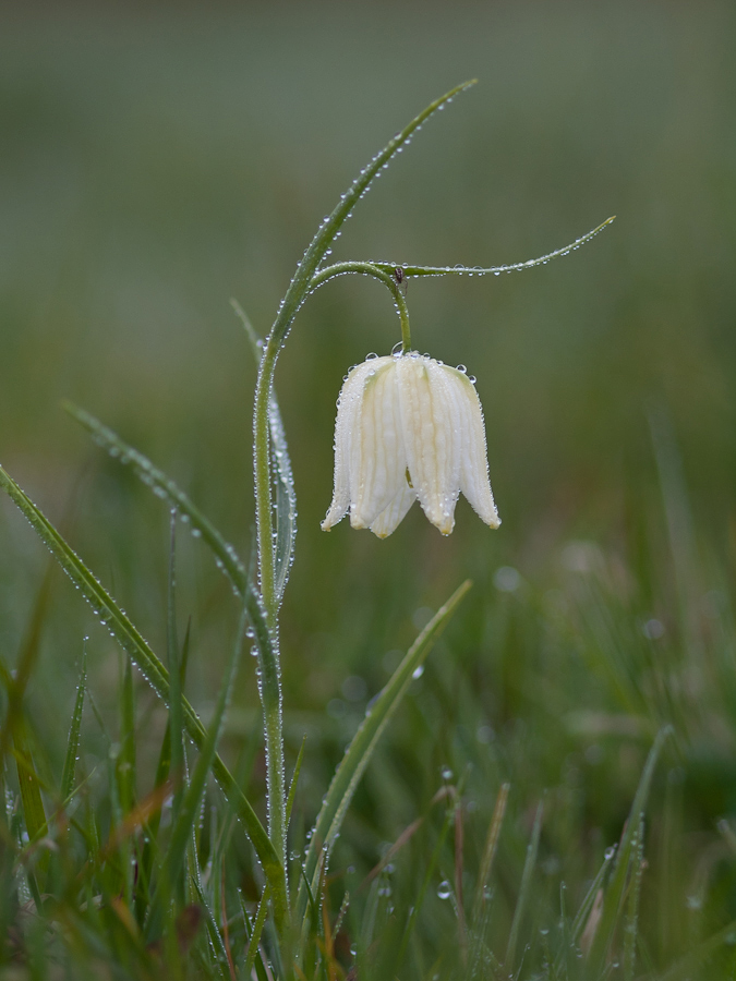 Weiße Schachbrettblume