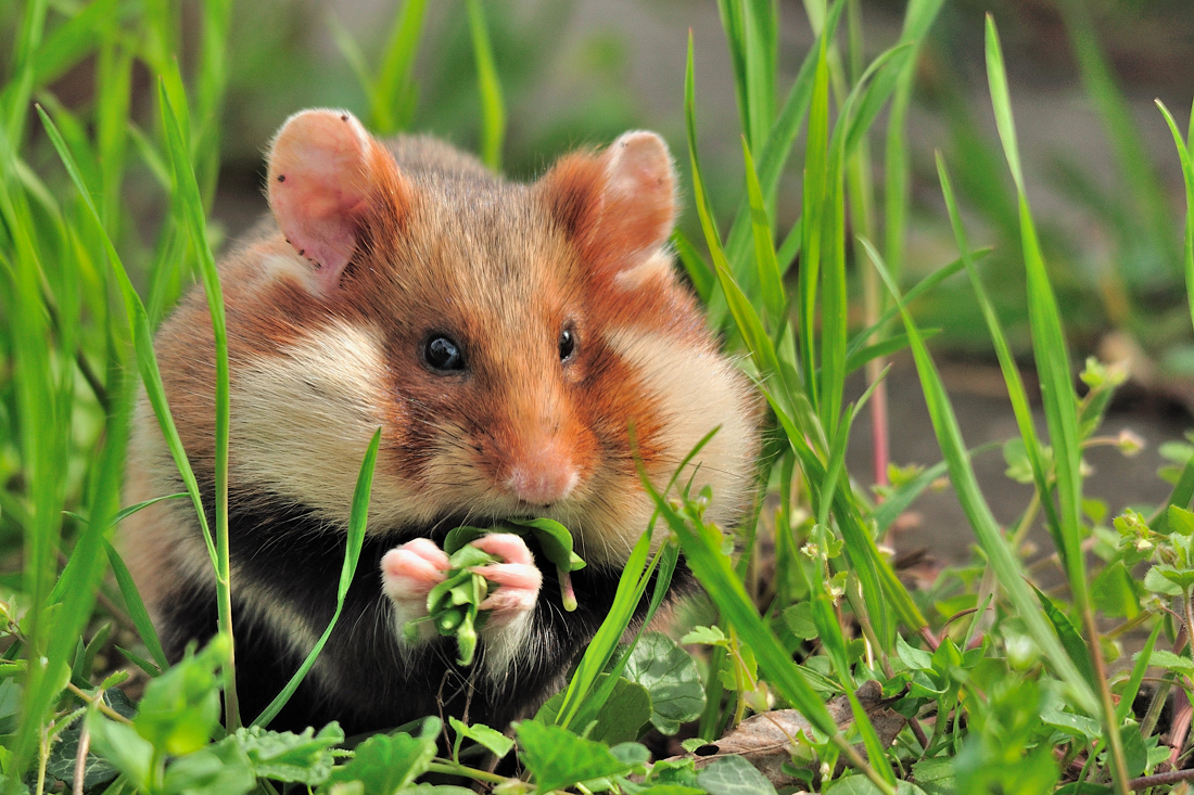 Hamster beim hamstern (Forum für Naturfotografen)