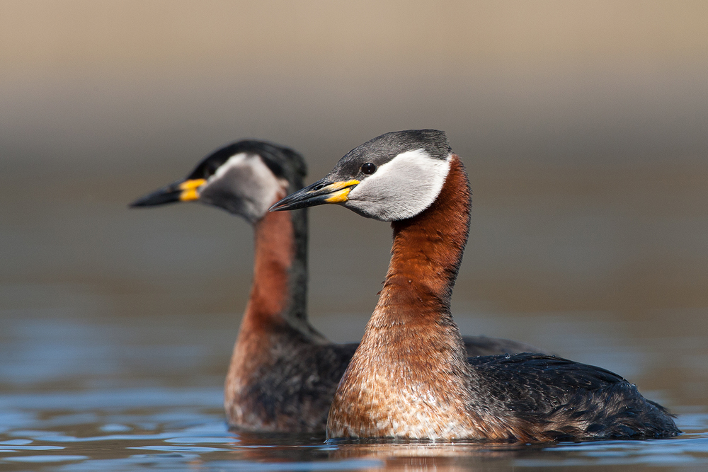 Rothalstaucher (Podiceps grisegena)