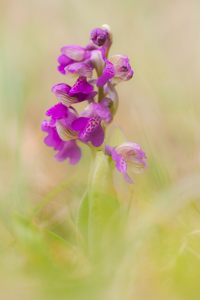 Orchis morio