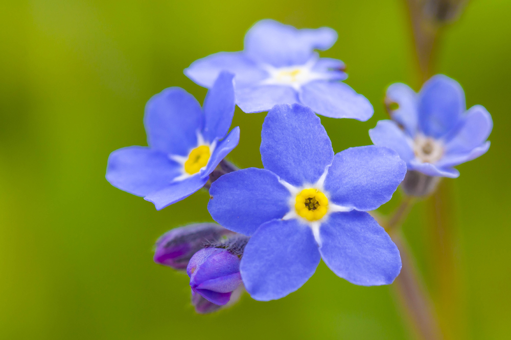 Vergissmeinnicht (Forum für Naturfotografen)