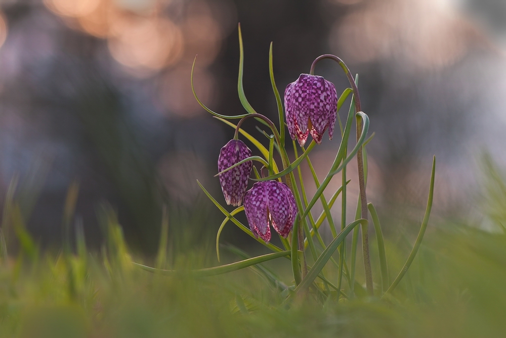 Schachblumenzauber