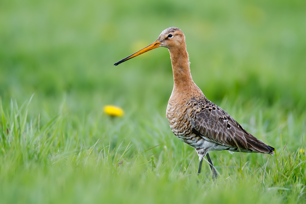 Uferschnepfe (Limosa limosa)