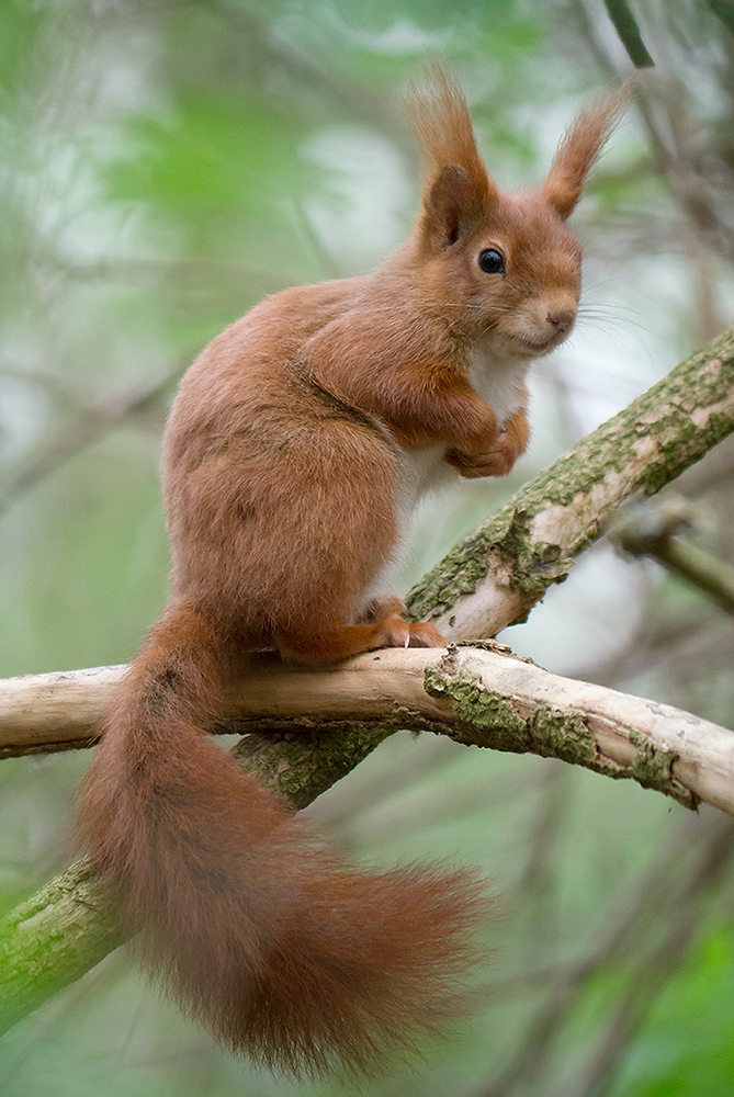 Eichhörnchen im Frühlingswald