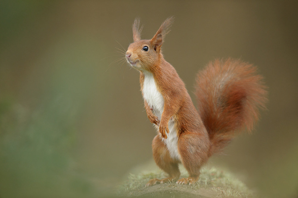 Happy squirrel