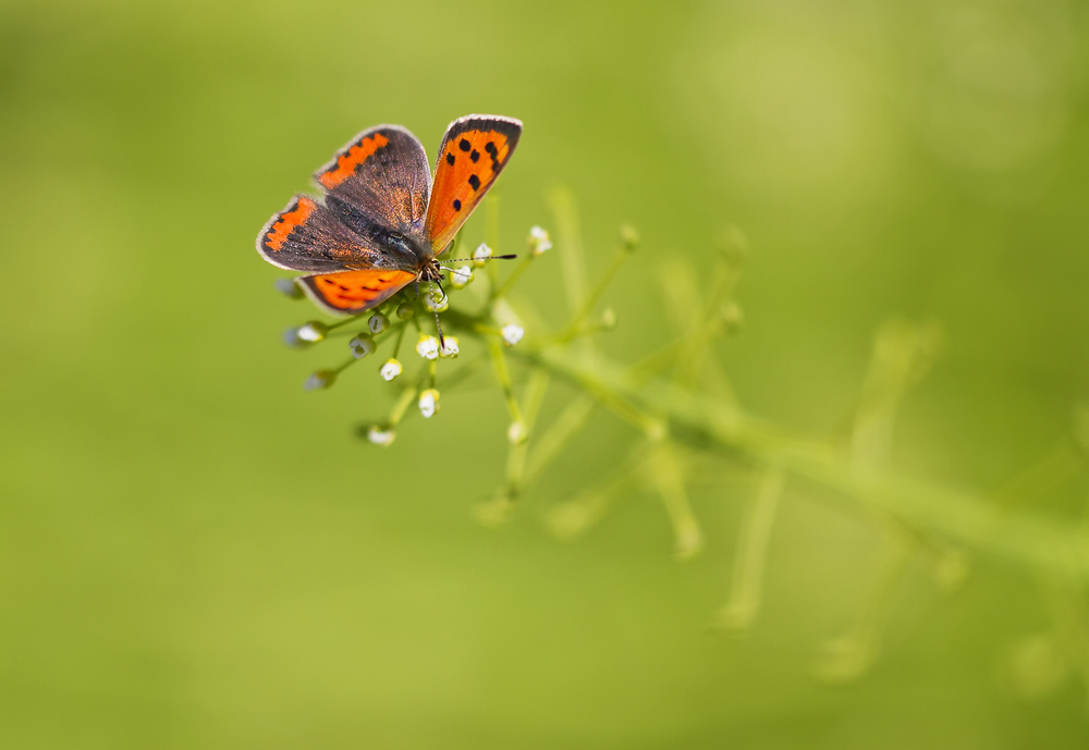 kleiner Feuerfalter - Lycaena phlaeas