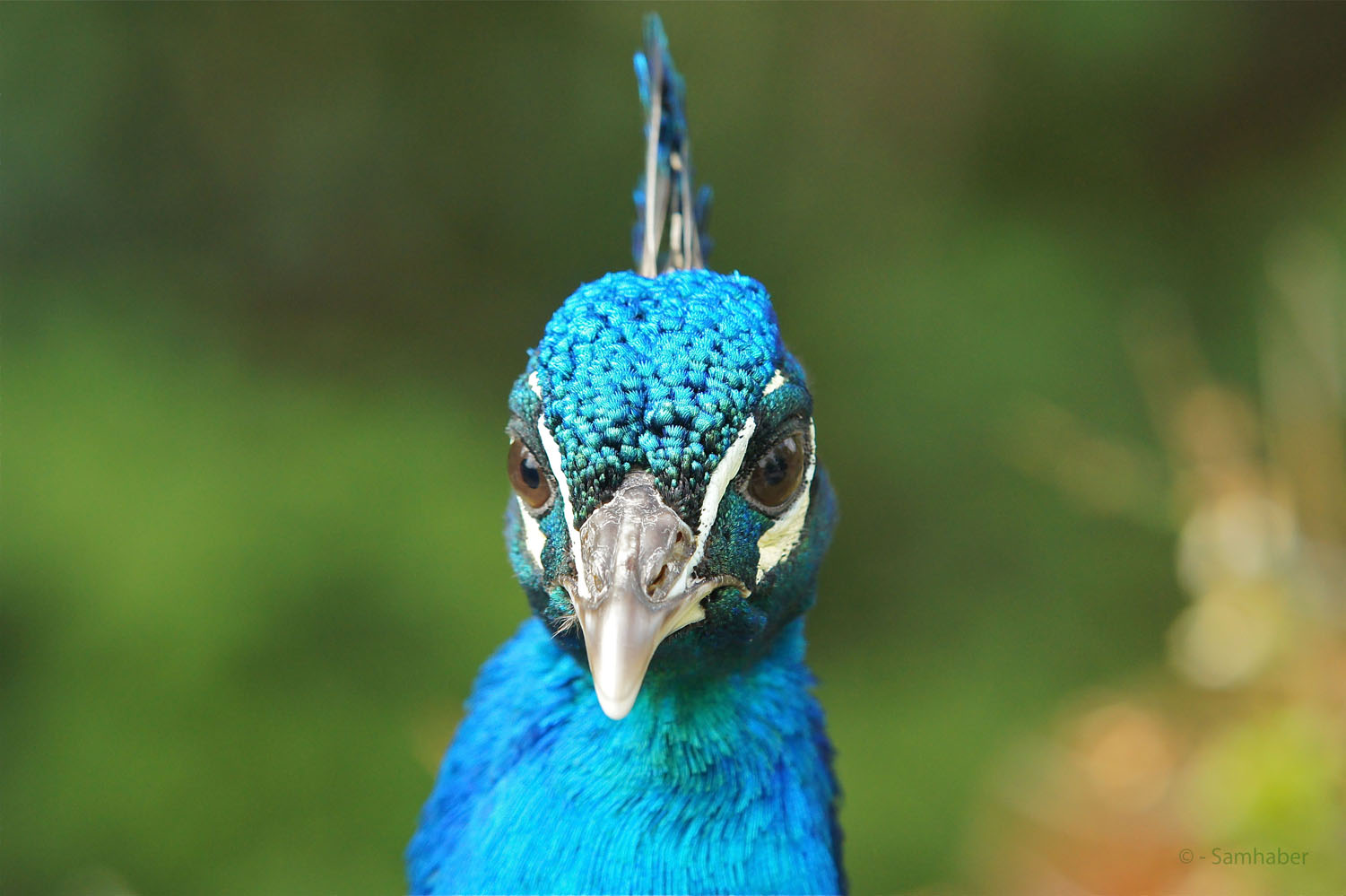 Pfau im Zoo Schönbrunn