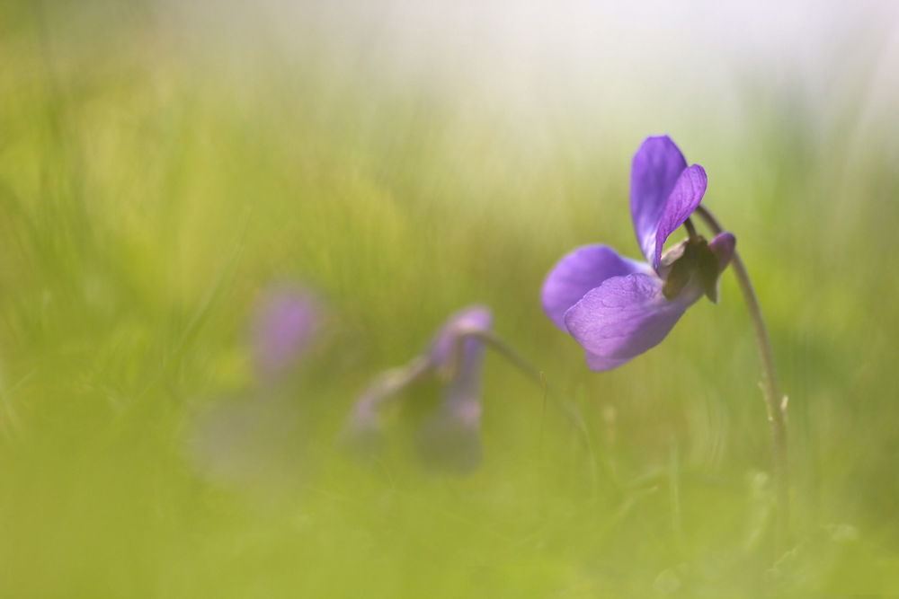 Viola