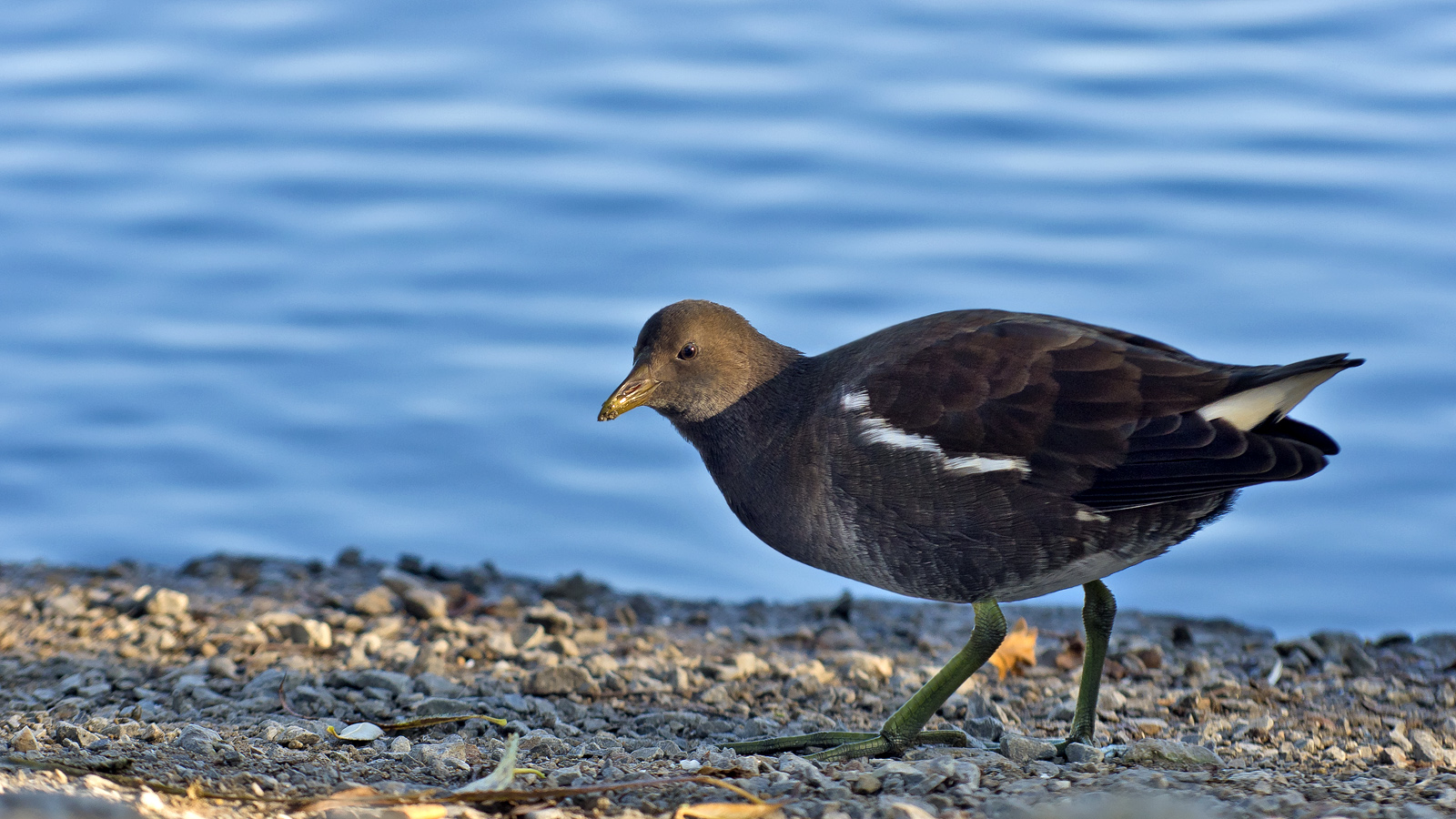 Teichhuhn