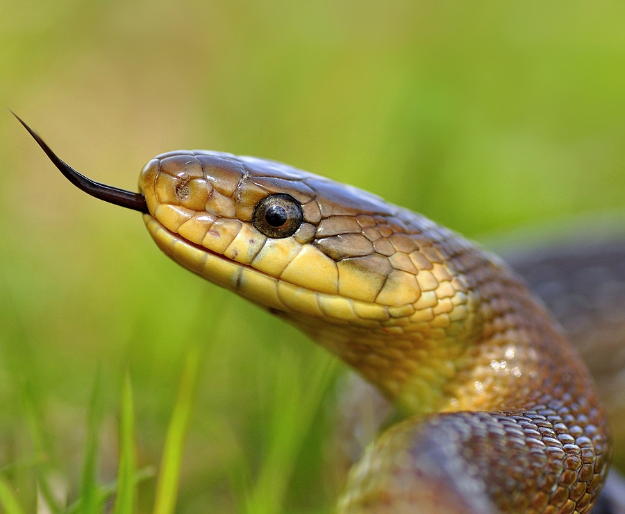 Zamenis Longissimus