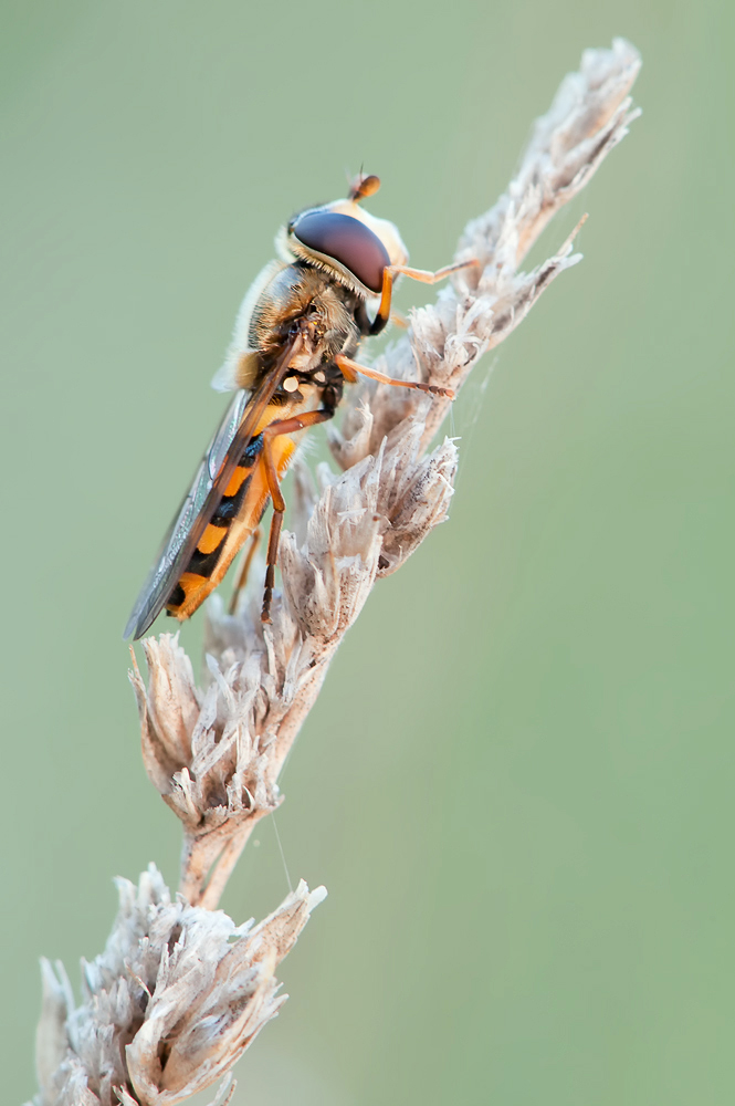Schwebefliege