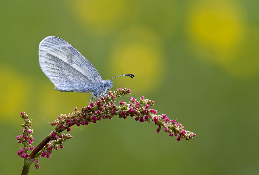 "Leptidea sinapis"