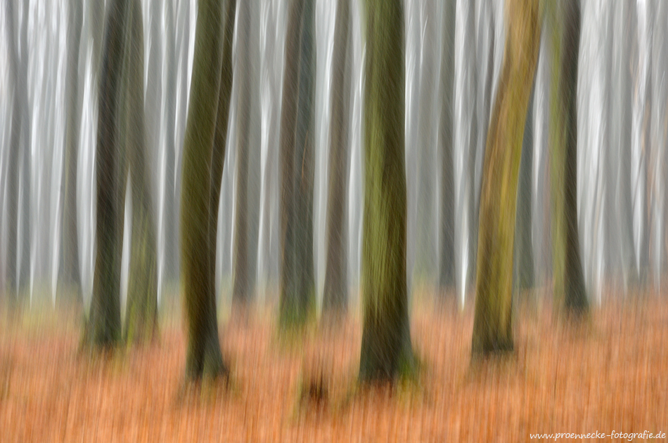 Waldwischer