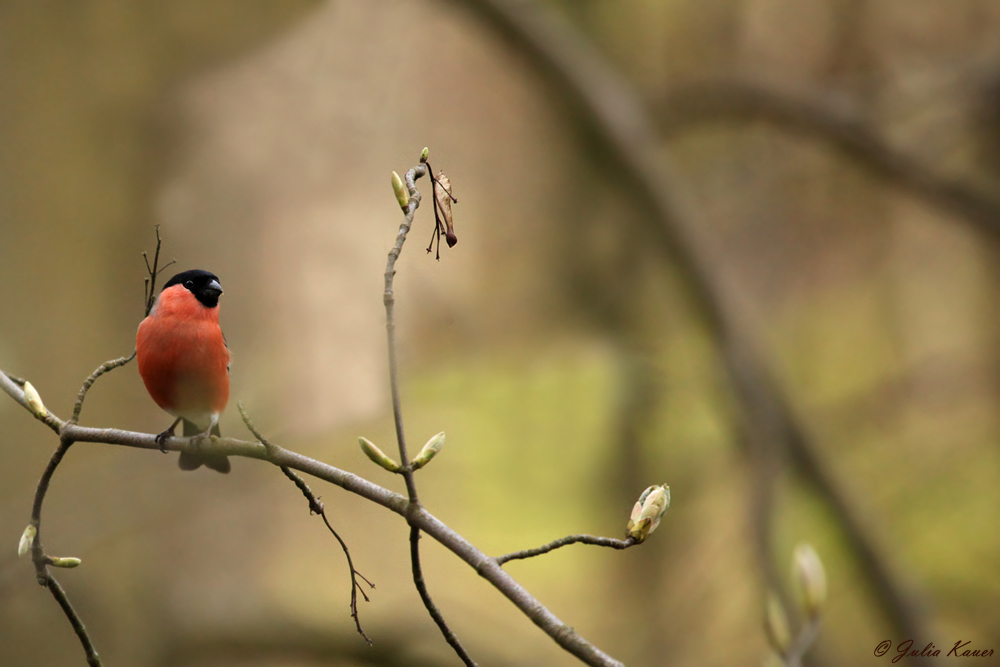 Frühlingsbote in Rot