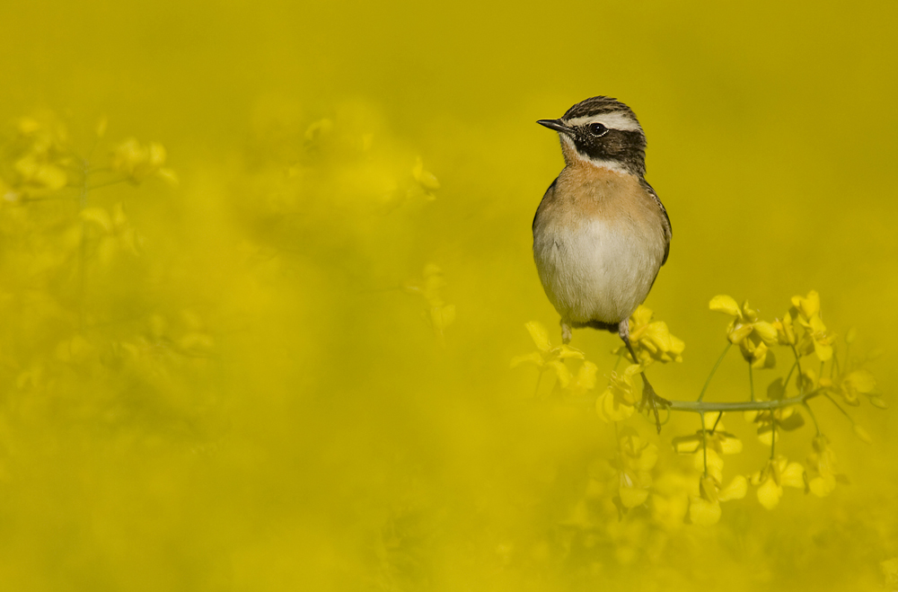 Braunkehlchen im Raps