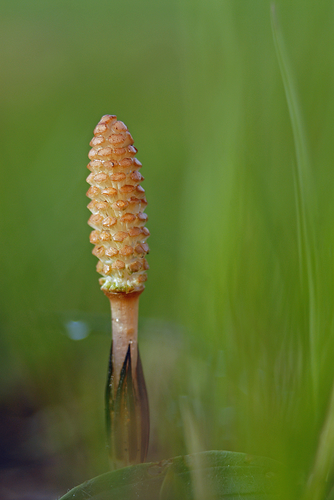 Natur ensteht