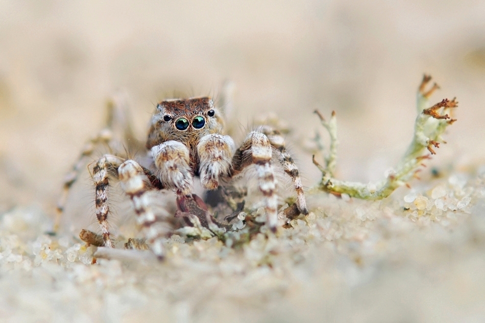 Yllenus arenarius (male)