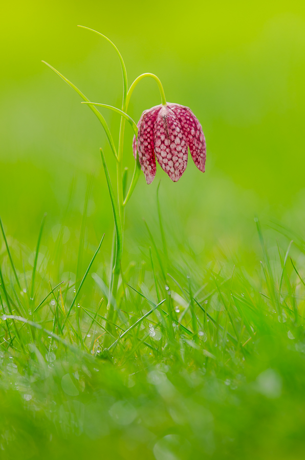 Fritillaria meleagris