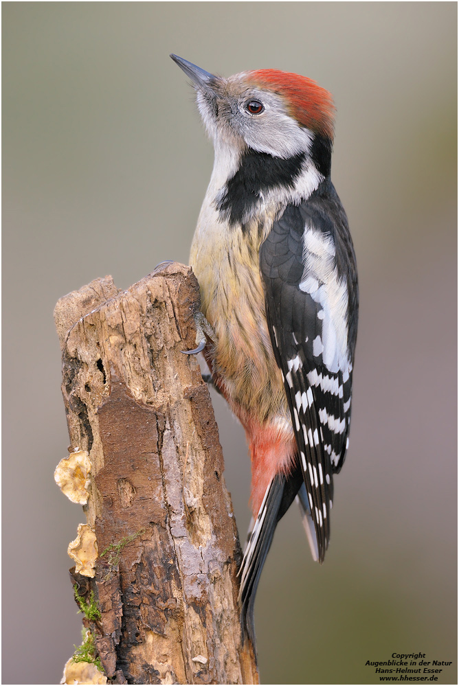 Mittelspecht (Dendrocopos medius)