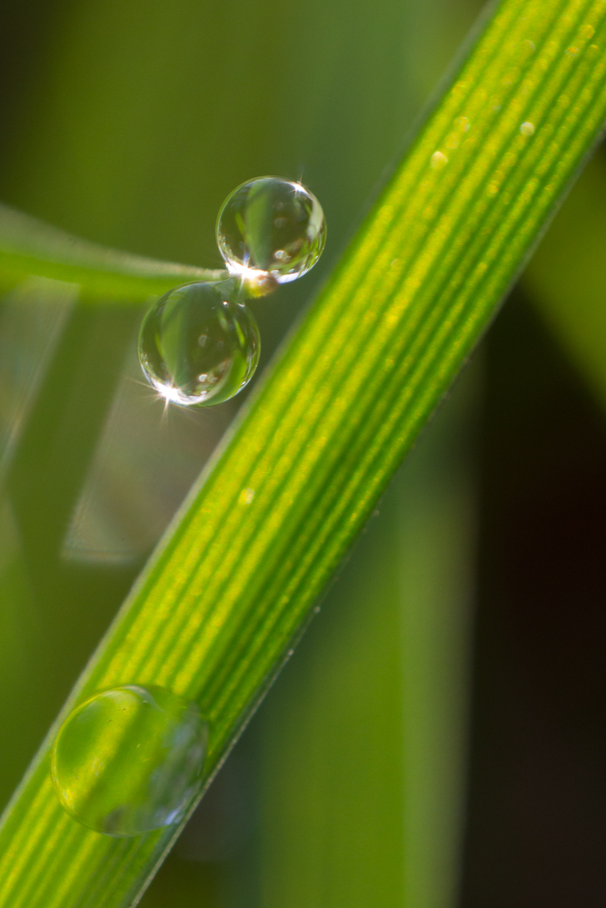 Grasgrafik mit Tropfen