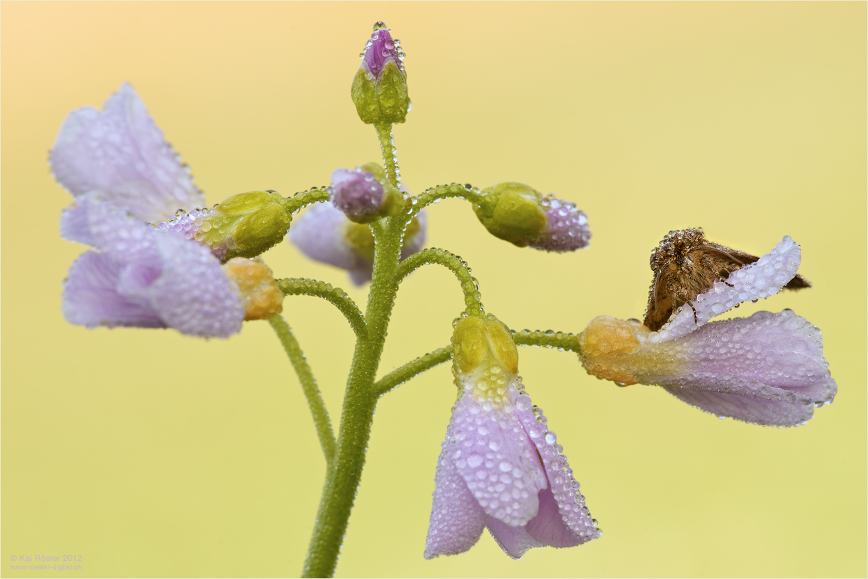 Wiesenschaum-Teufelchen