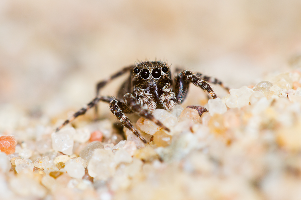 Vierpunktspringspinne ♀ (Sitticus pubescens)