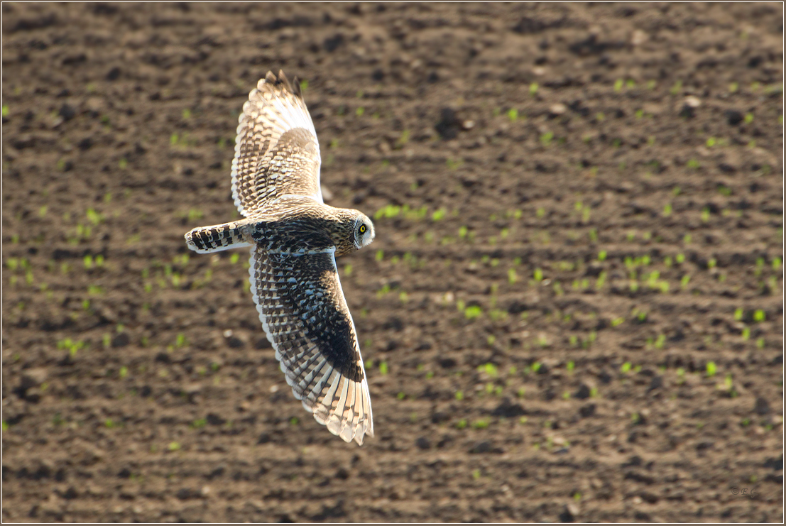 „Flug übern Acker“