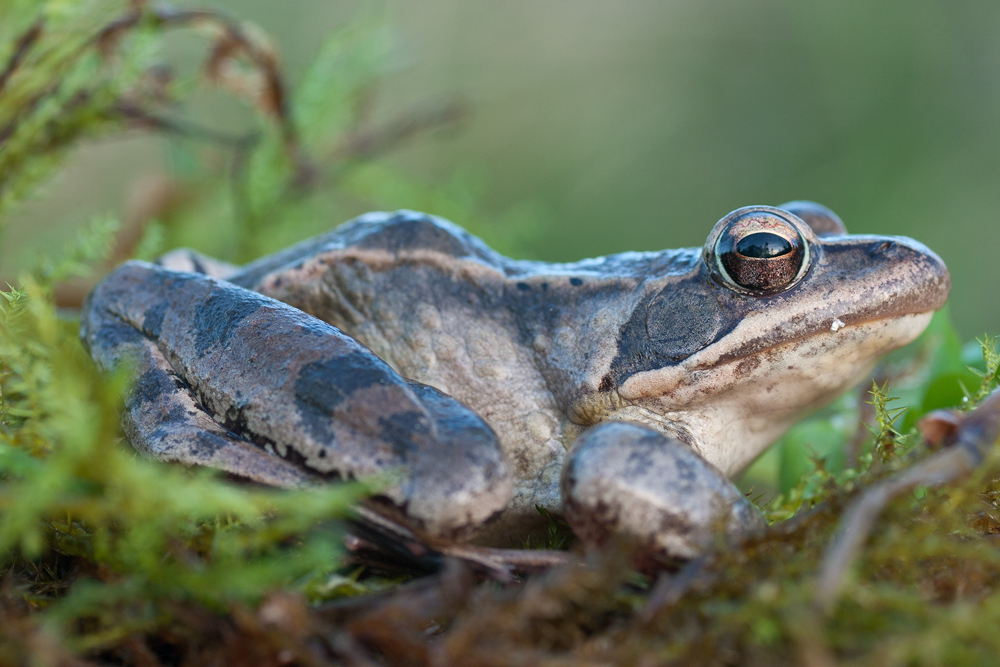 Springfrosch (Rana dalmatina)