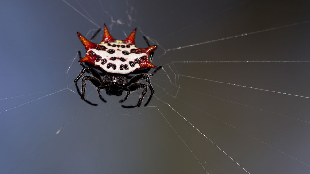 Gasteracantha cancriformis / Florida Crab Spider