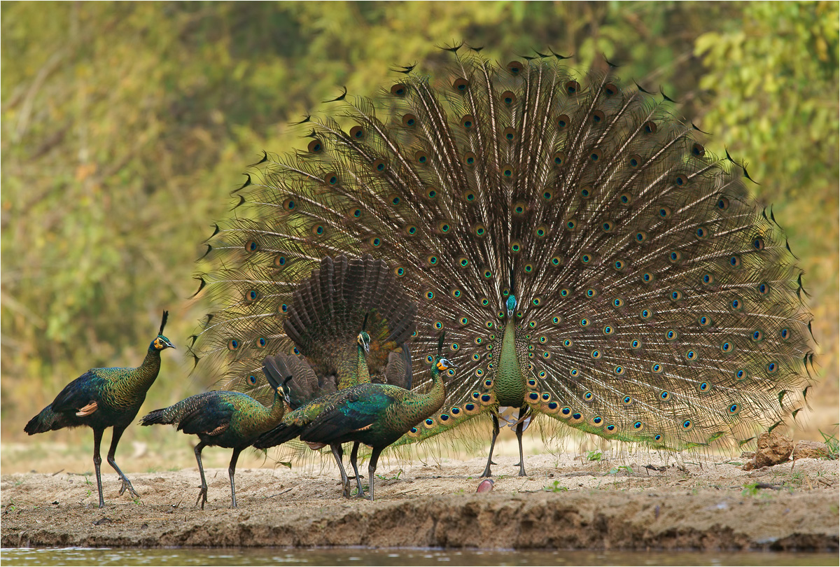 Павлиниха. Яванский Павлин. Павлин (Pavo cristatus). Индокитайский Павлин. Павлиниха самка.