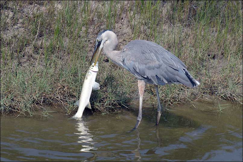 Blue Heron beim täglichen Mahl