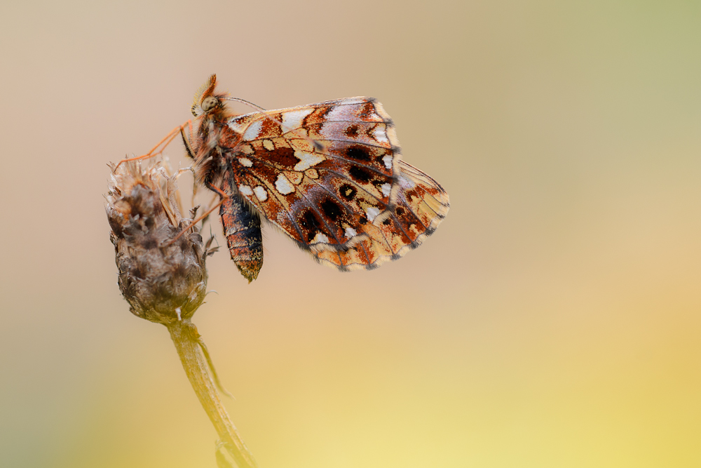 Boloria dia