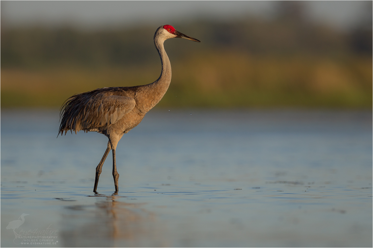 Sandhill Crane (Grus canadensis)