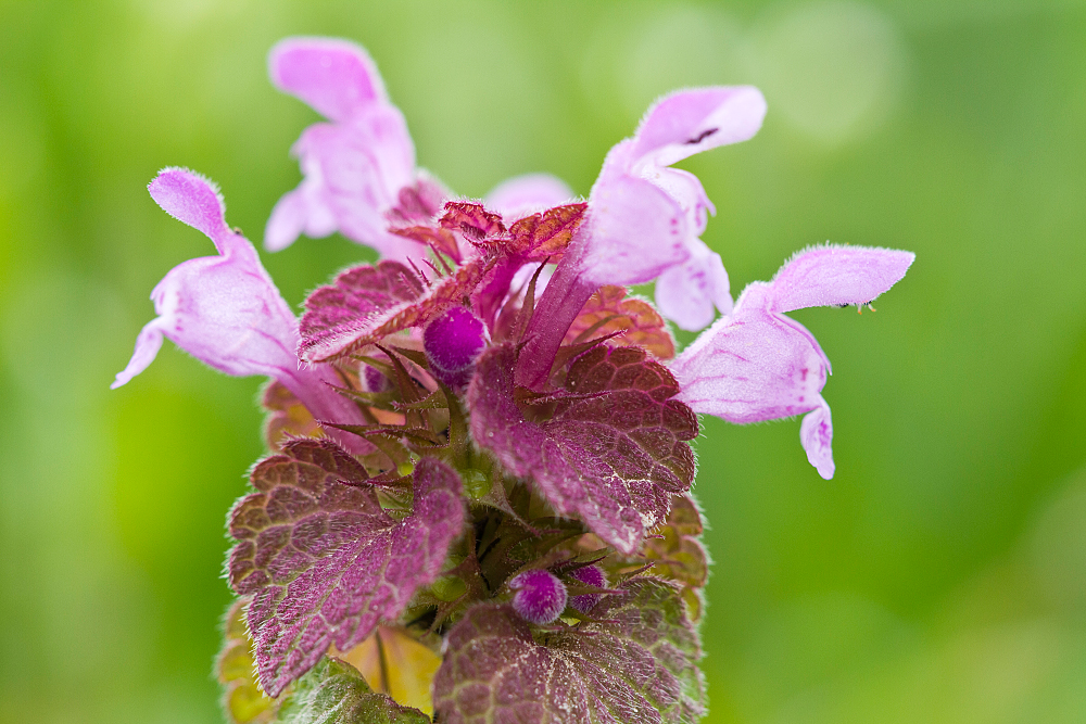 Purpurrote Taubnessel (Lamium purpureum)