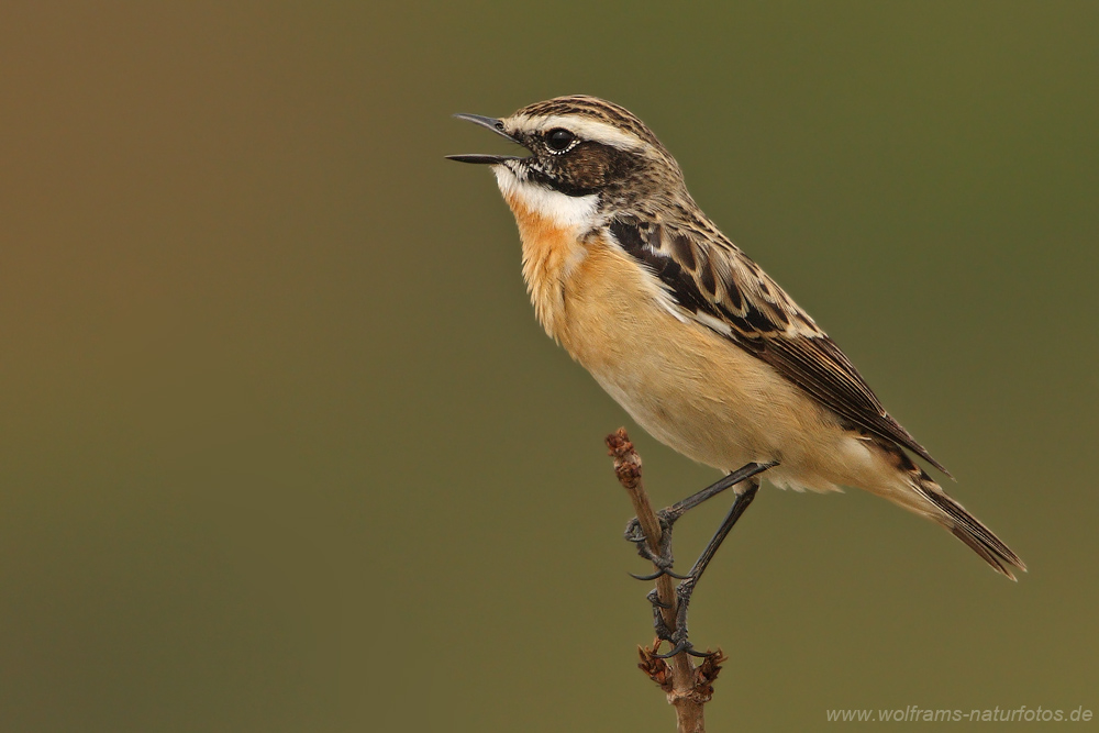 Braunkehlchen (Saxicola rubetra)