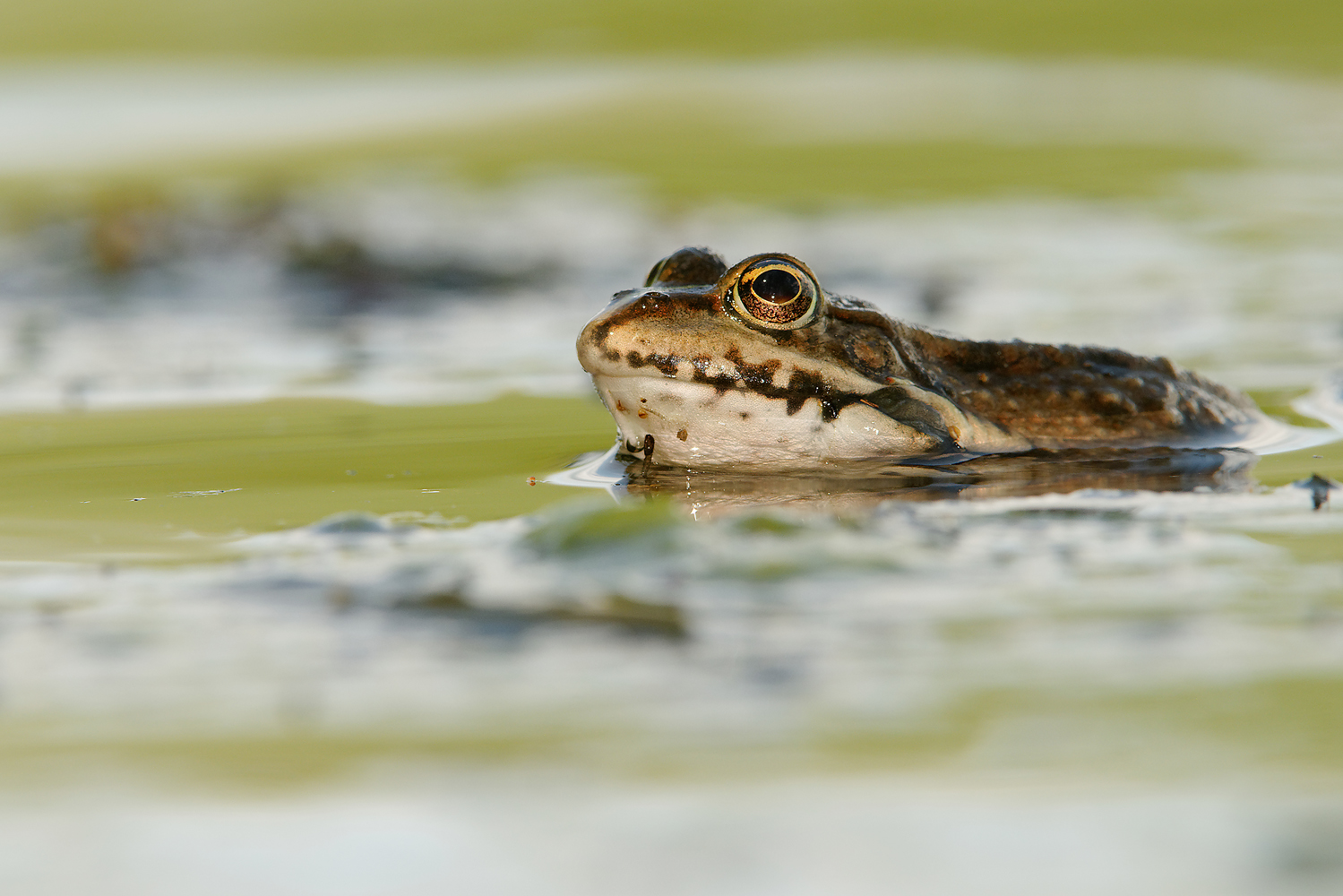 Teichfrosch (Pelophylax kl. esculentus)