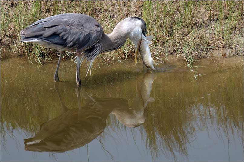 Blue Heron bei der Jagd nach Beute