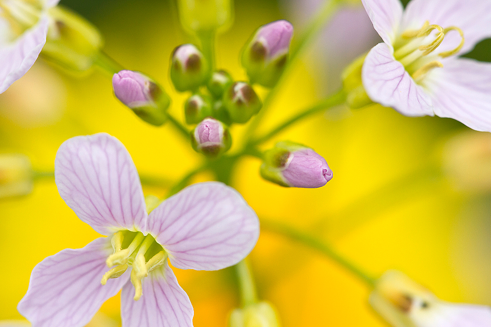 Wiesen-Schaumkraut (Cardamine pratensis)