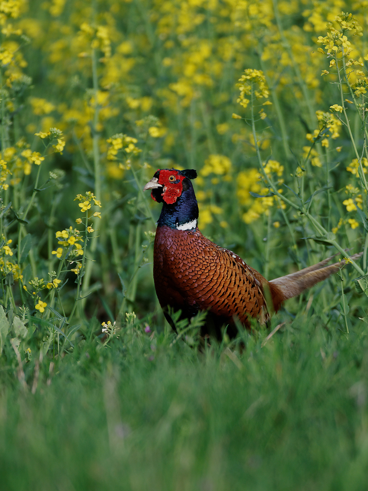 Fasan  (Phasianus colchicus)