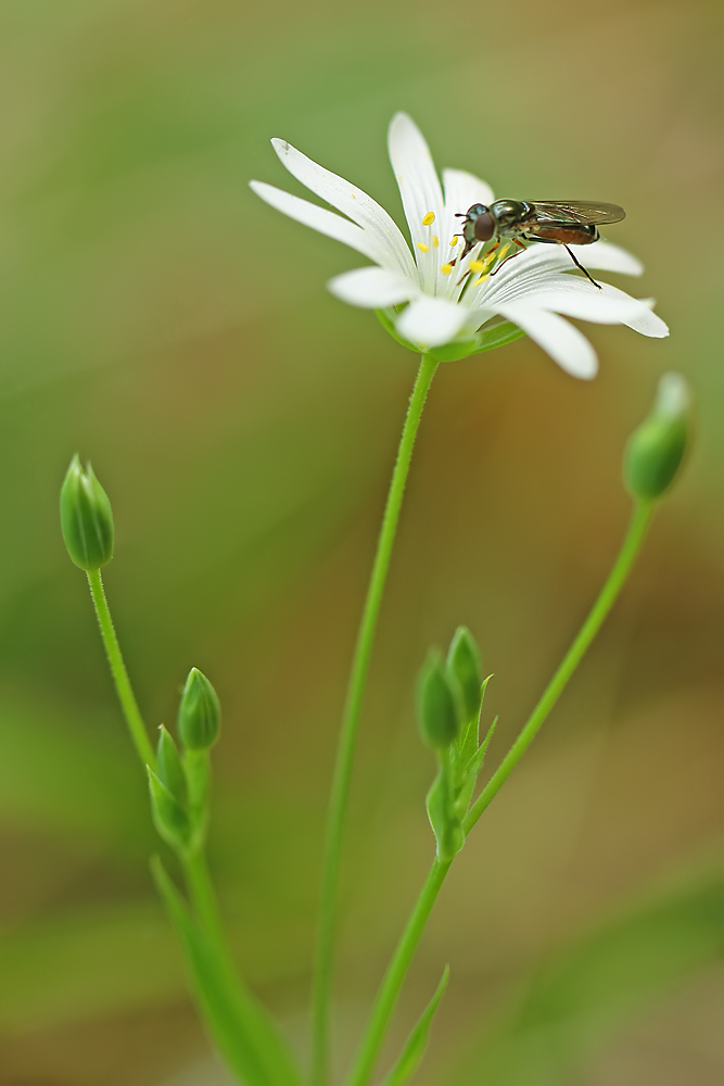 Blüte mit Besucher