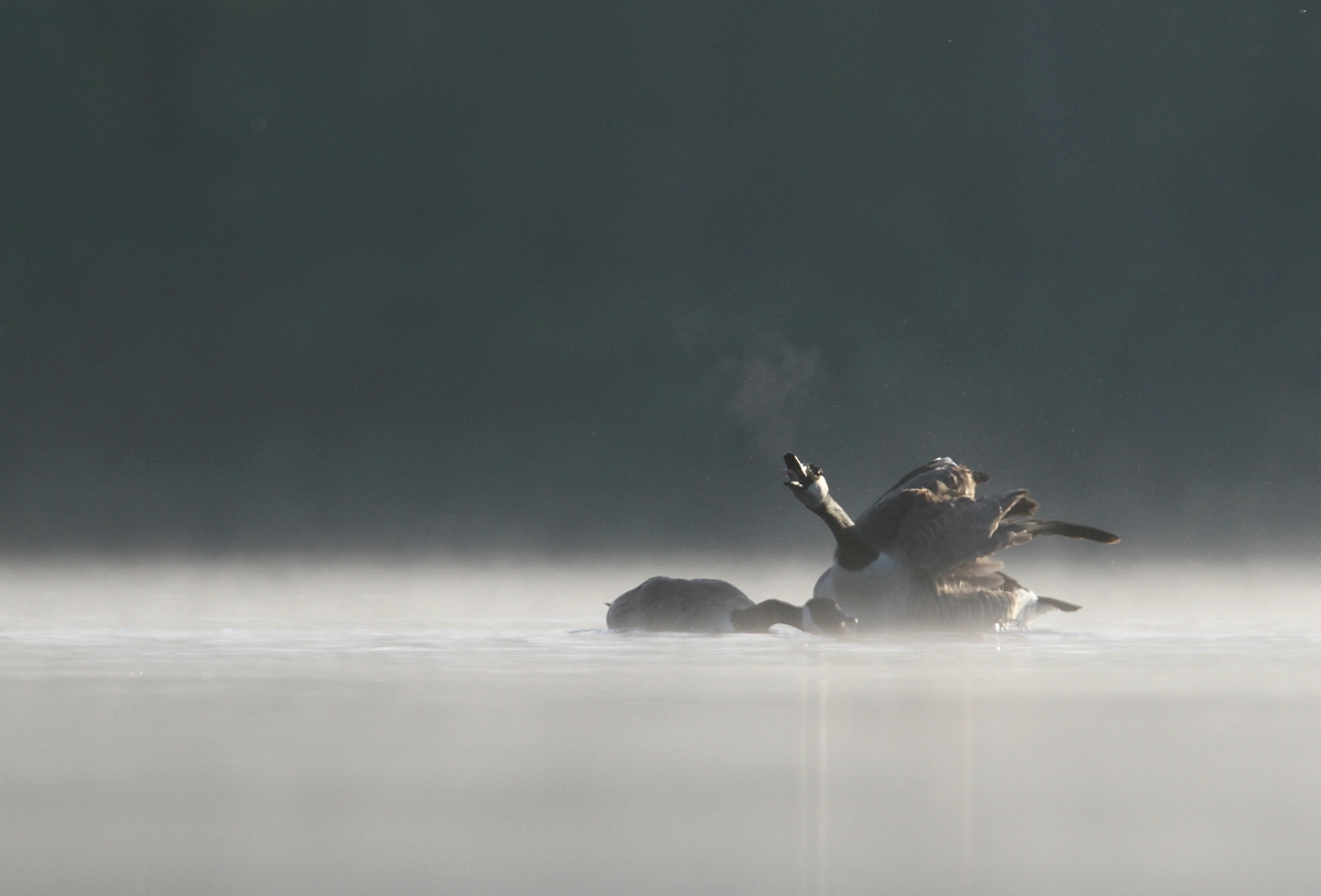 Balz im Morgengrauen