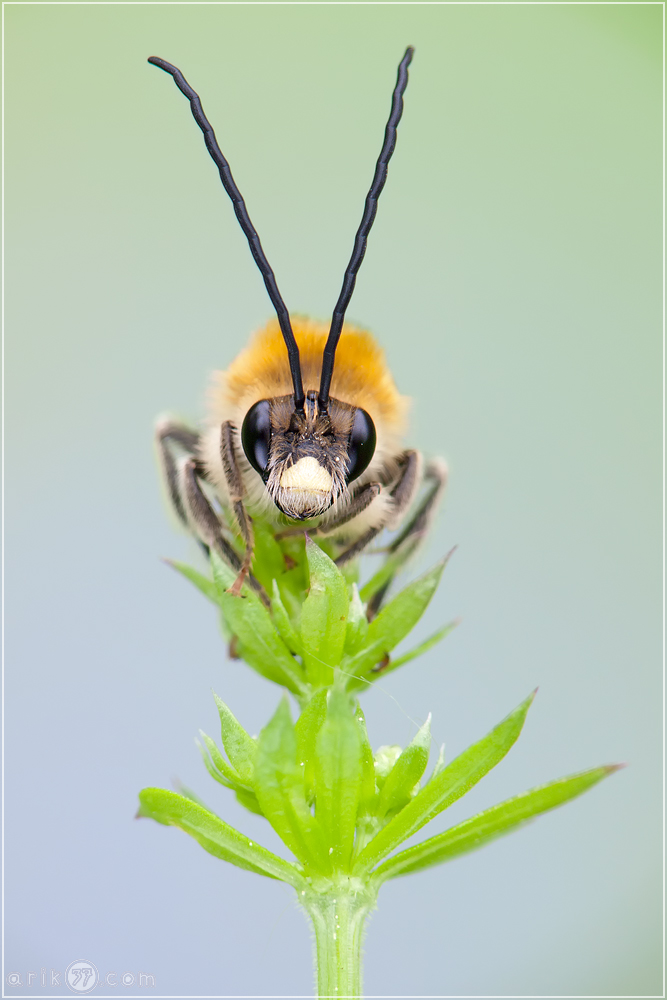 Langhornbiene - Eucera nigrescens