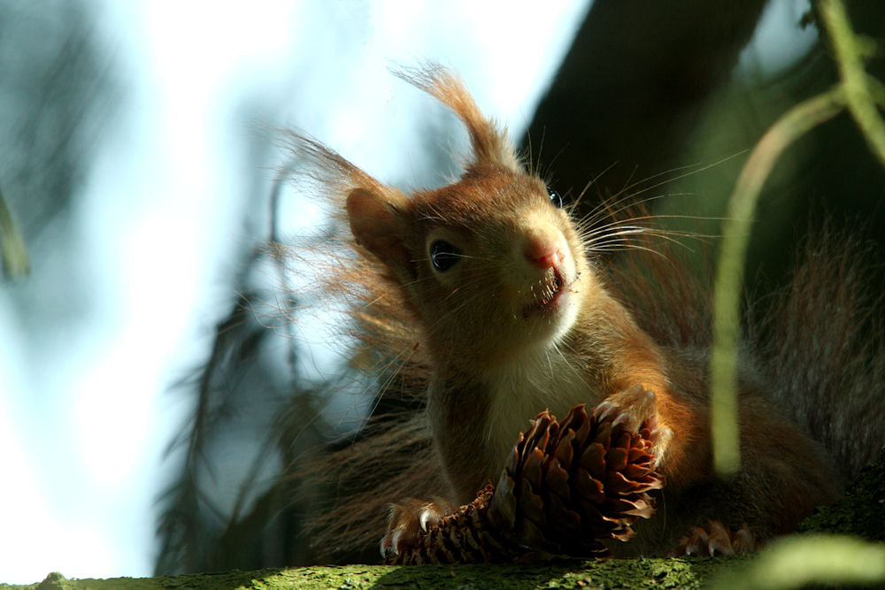 Eichhörnchen die III