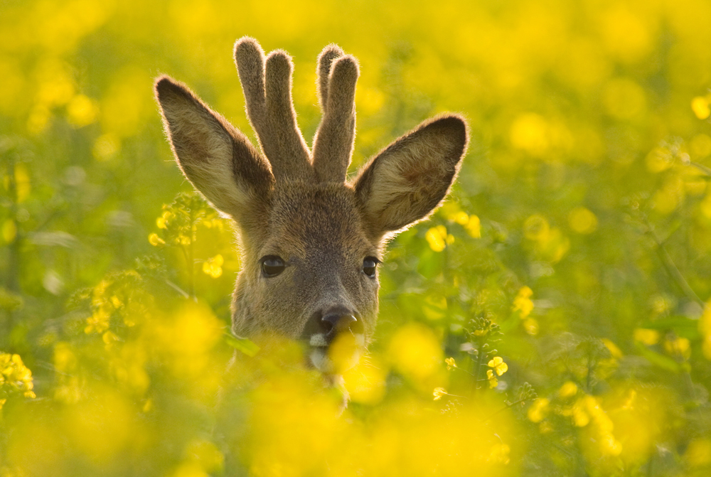 Rehbock im Raps