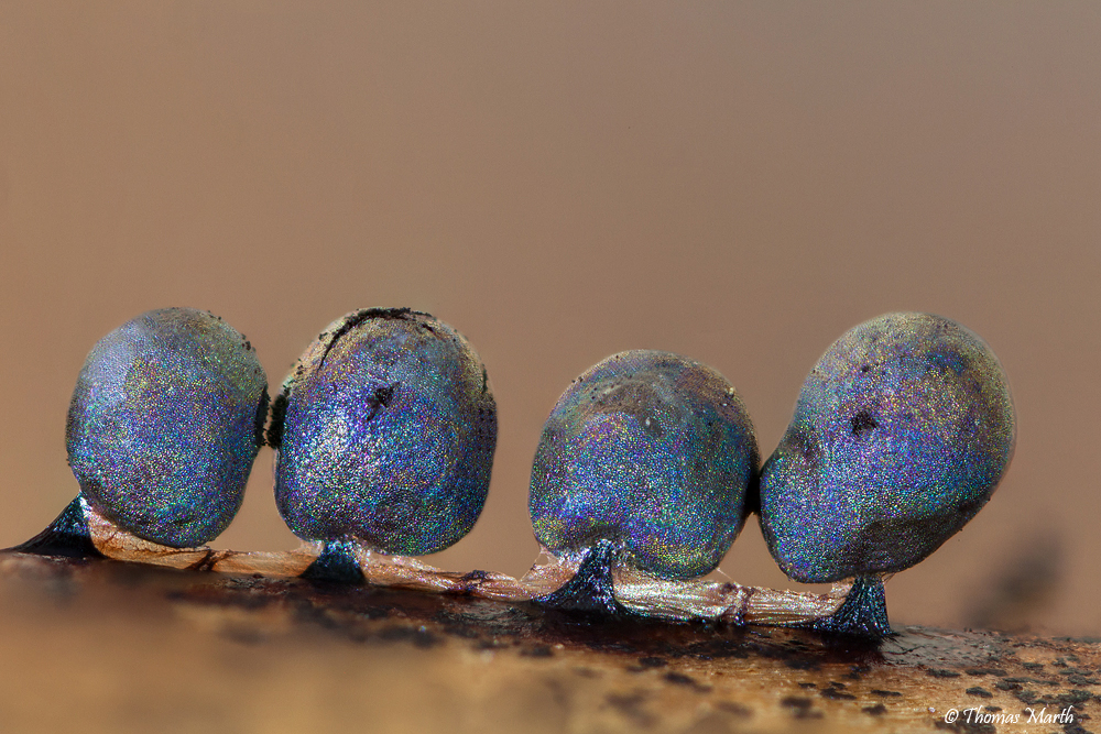 Myxomyceten III