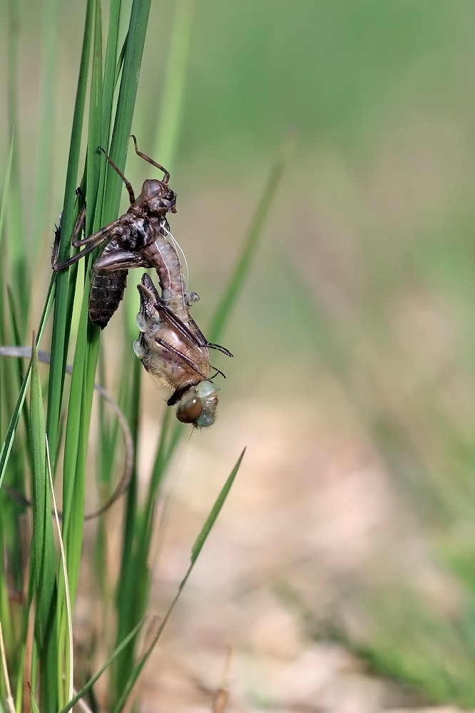 Smaragdenlibelle