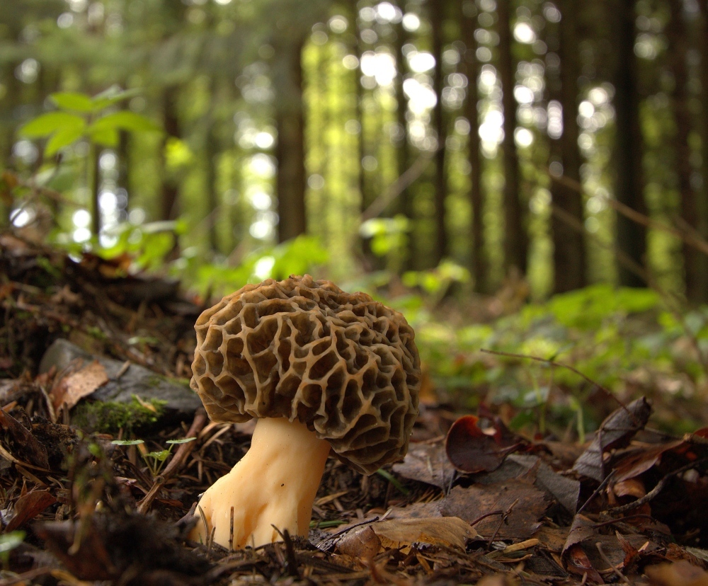 Waldfund
