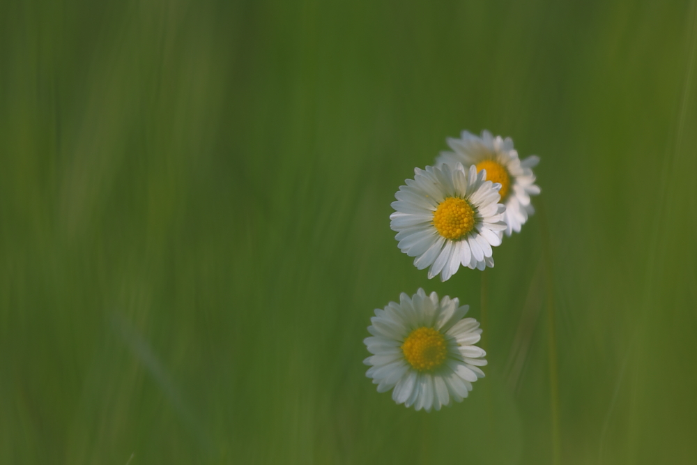 Die Drei von der Wiese