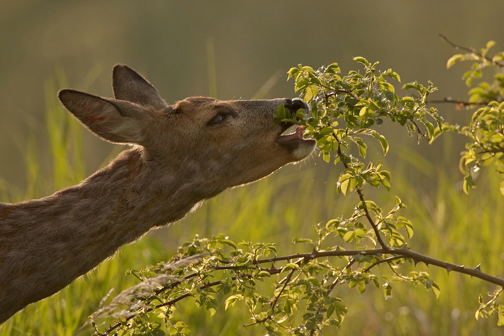 lecker grünes..." (Forum für Naturfotografen)