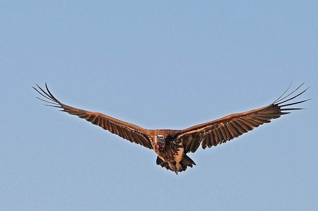 Anflug: Beute entdeckt